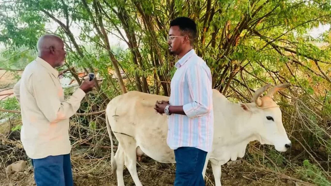 Lo’dan waxa iska dhalay bicid iyo lo’da soomaali